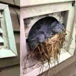Pets-And-Bird-Removing-in-Bellevue.jpg