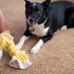 Baltimore_Carpet_Cleaning_3_opti.jpg